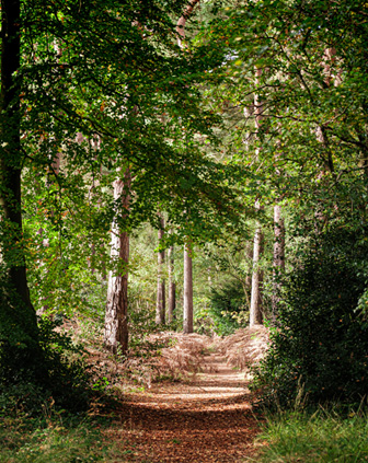 woodland walk